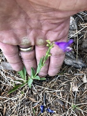Penstemon neomexicanus