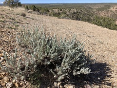 Artemisia bigelovii