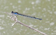 Enallagma doubledayi