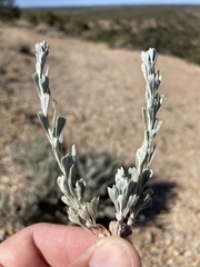 Artemisia bigelovii