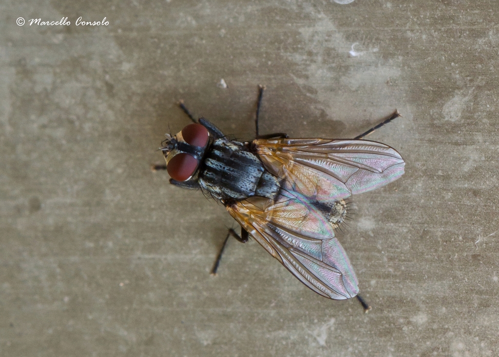 Common House Fly (McClellan Ranch Preserve Insects) · iNaturalist