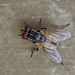 Common House Fly - Photo (c) Marcello Consolo, some rights reserved (CC BY-NC-SA)