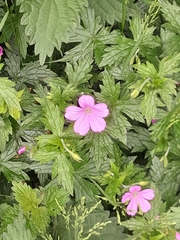 Geranium