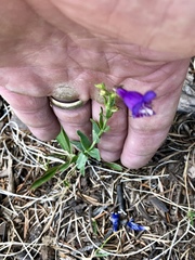 Penstemon neomexicanus