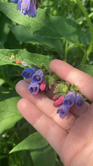 Symphytum officinale