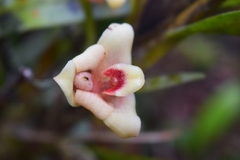 Maxillaria procurrens