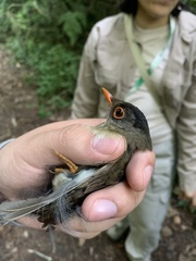Catharus mexicanus