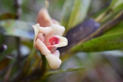 Maxillaria procurrens