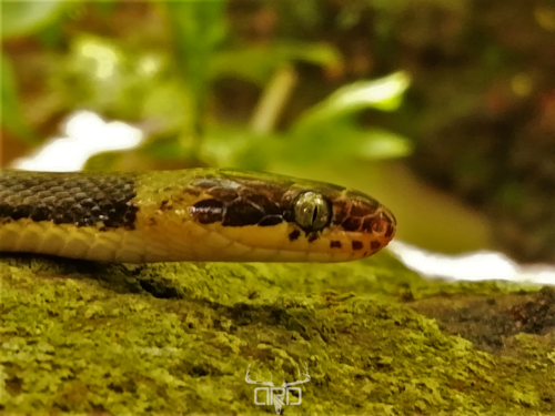Southwestern Cat-eyed Snake