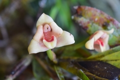 Maxillaria procurrens