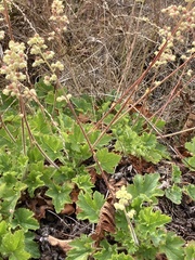 Heuchera pilosissima