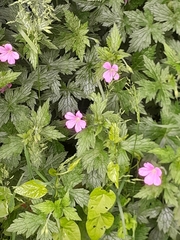 Geranium