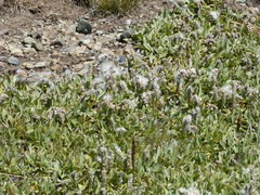 Salix petrophila