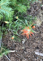 Castilleja wootonii