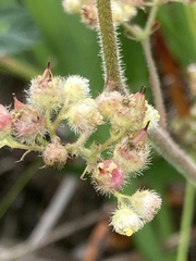 Heuchera pilosissima