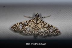 Glyphodes onychinalis