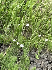 Convolvulus arvensis