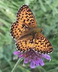 Boloria titania
