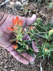 Castilleja wootonii