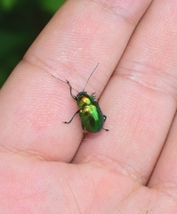 Chrysolina graminis