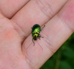 Chrysolina graminis