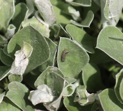Vanessa virginiensis