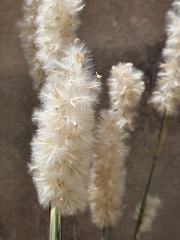 Melica cupani