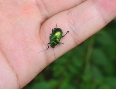 Chrysolina graminis