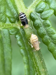 Ditropis pteridis