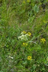 Galium octonarium