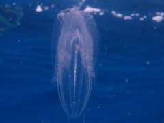 Leucothea multicornis