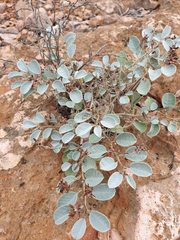 Indigofera monophylla