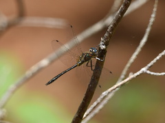 Dorocordulia lepida