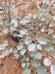 Indigofera monophylla