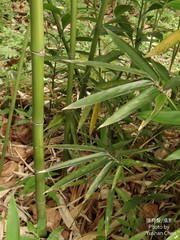 Phyllostachys nuda