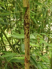 Phyllostachys nuda