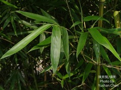 Phyllostachys nuda