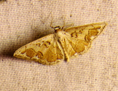 Idaea subfervens