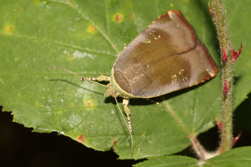 mora áronová (Noctua janthina)