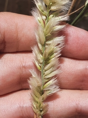 Melica cupani