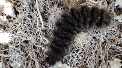 Amata transcaspica