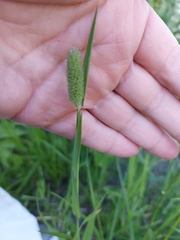 Phleum pratense