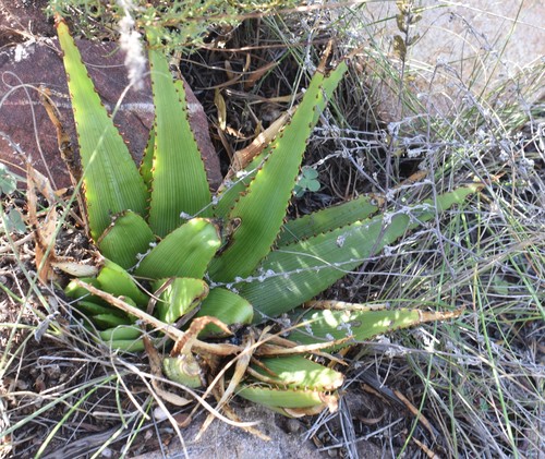 Image of Aloe lineata by (c) Justin Ponder, some rights reserved (CC BY)