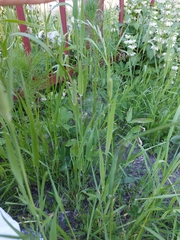 Phleum pratense