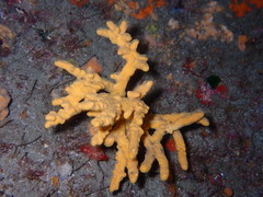 Axinella verrucosa