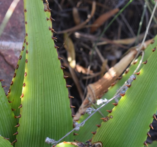 Image of Aloe lineata by (c) Justin Ponder, some rights reserved (CC BY)