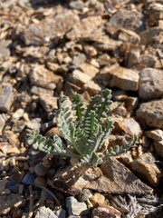 Mentzelia pterosperma