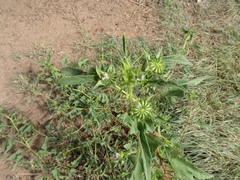 Anoda cristata