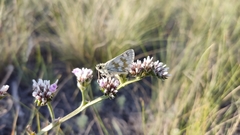 Muschampia cribrellum