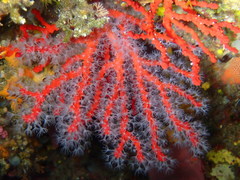 Corallium rubrum